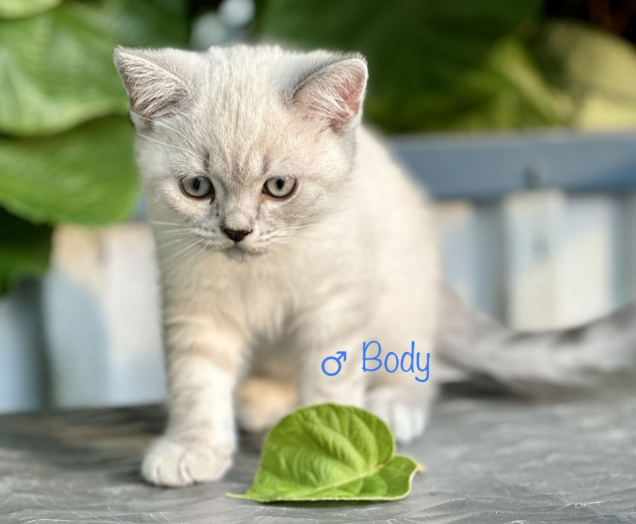 Britisch Kurzhaar BKH Kitten