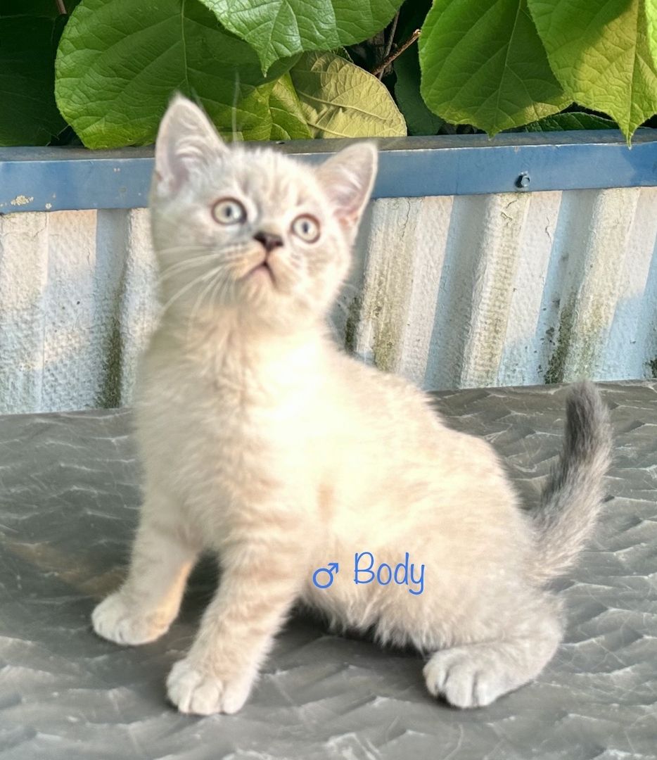 Britisch Kurzhaar BKH Kitten