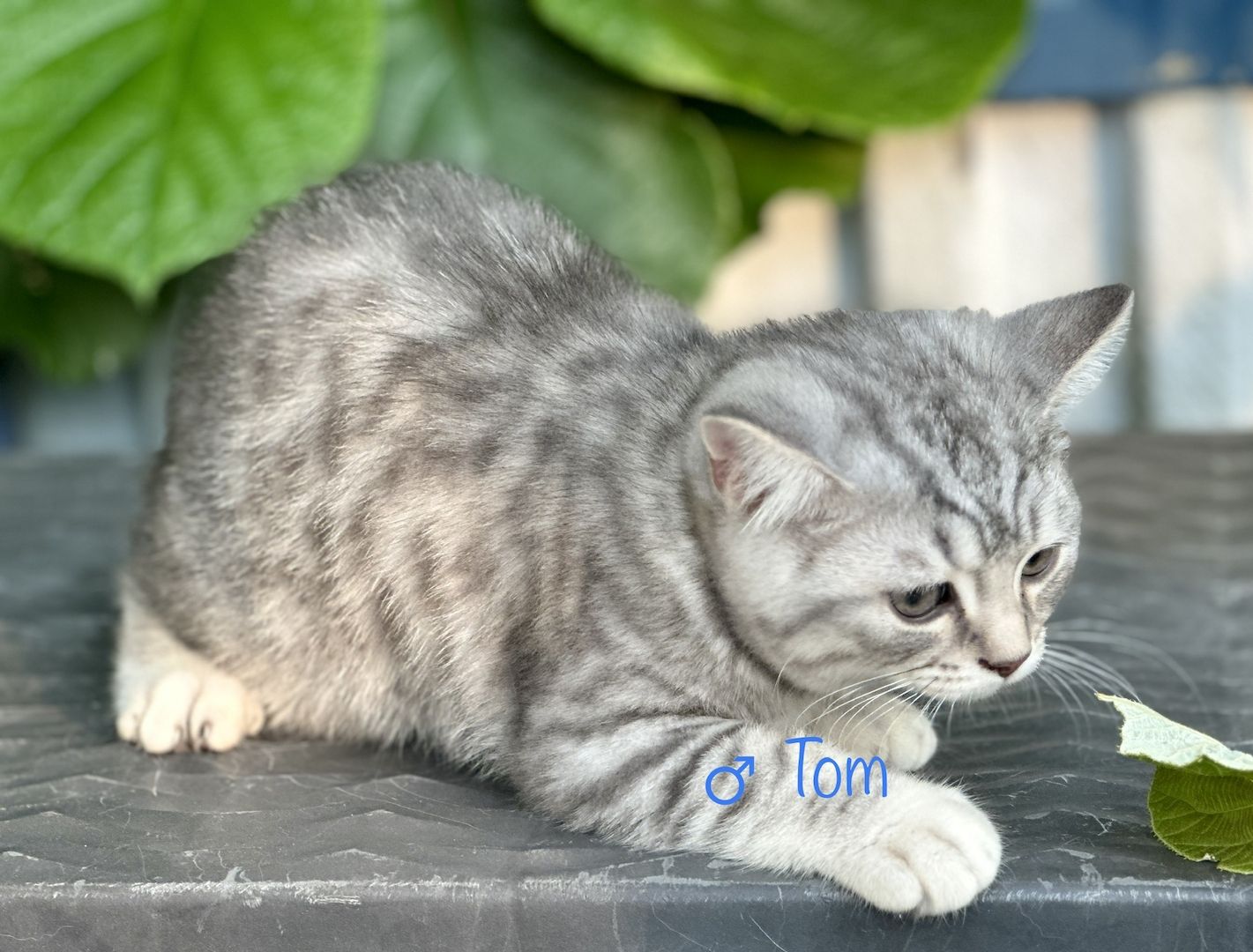 Britisch Kurzhaar BKH Kitten