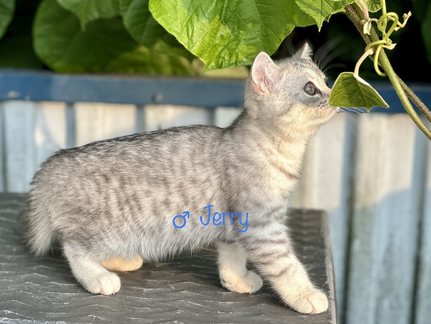 Britisch Kurzhaar BKH Kitten