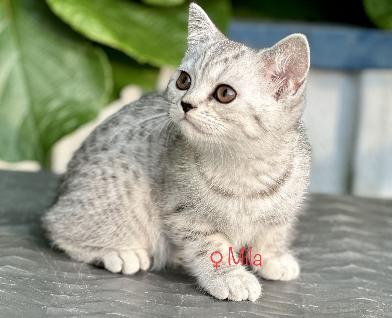 Britisch Kurzhaar BKH Kitten