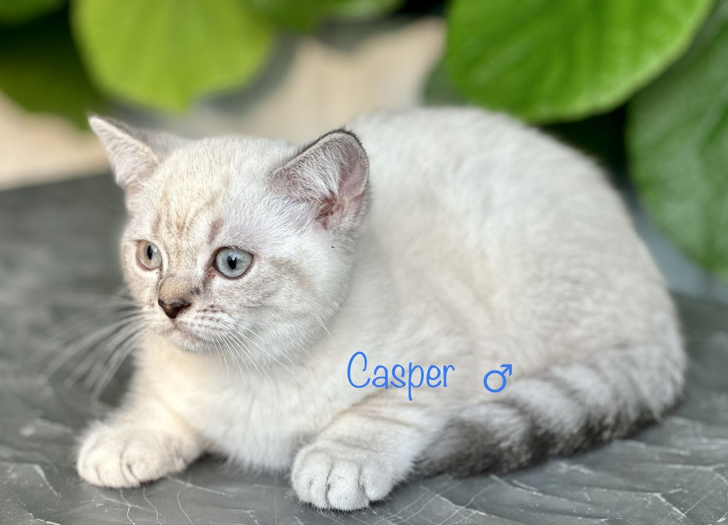 Britisch Kurzhaar BKH Kitten