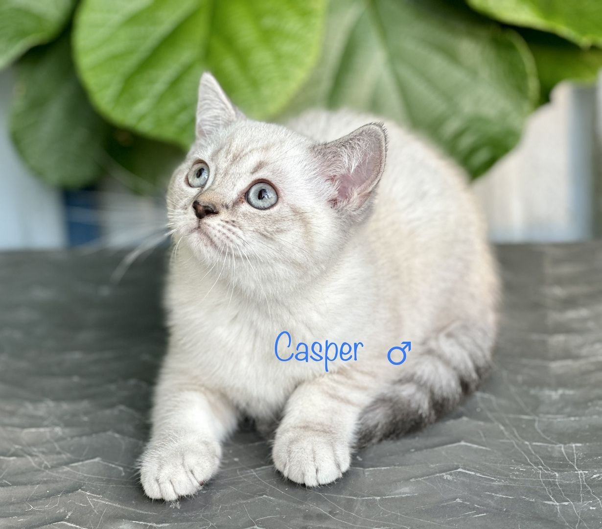 Britisch Kurzhaar BKH Kitten