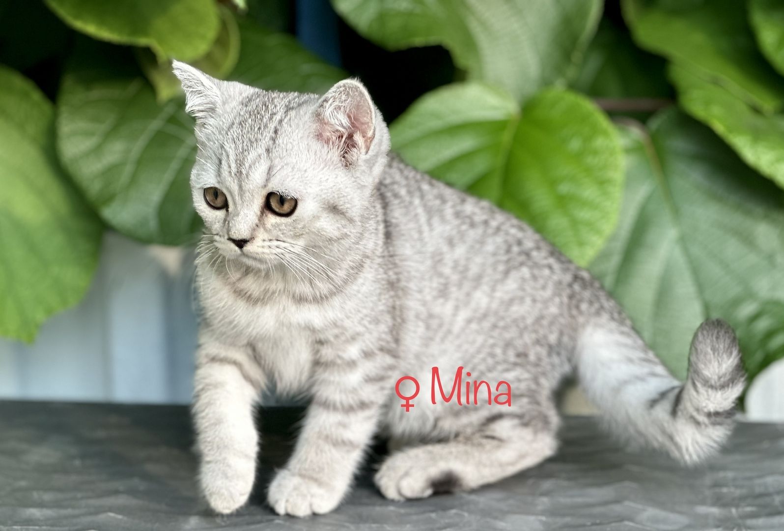 Britisch Kurzhaar BKH Kitten