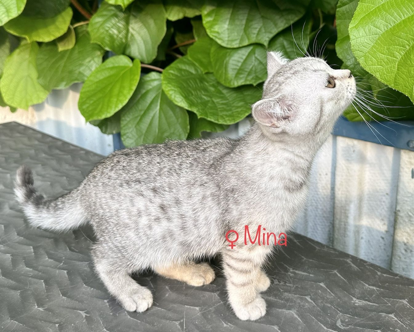 Britisch Kurzhaar BKH Kitten