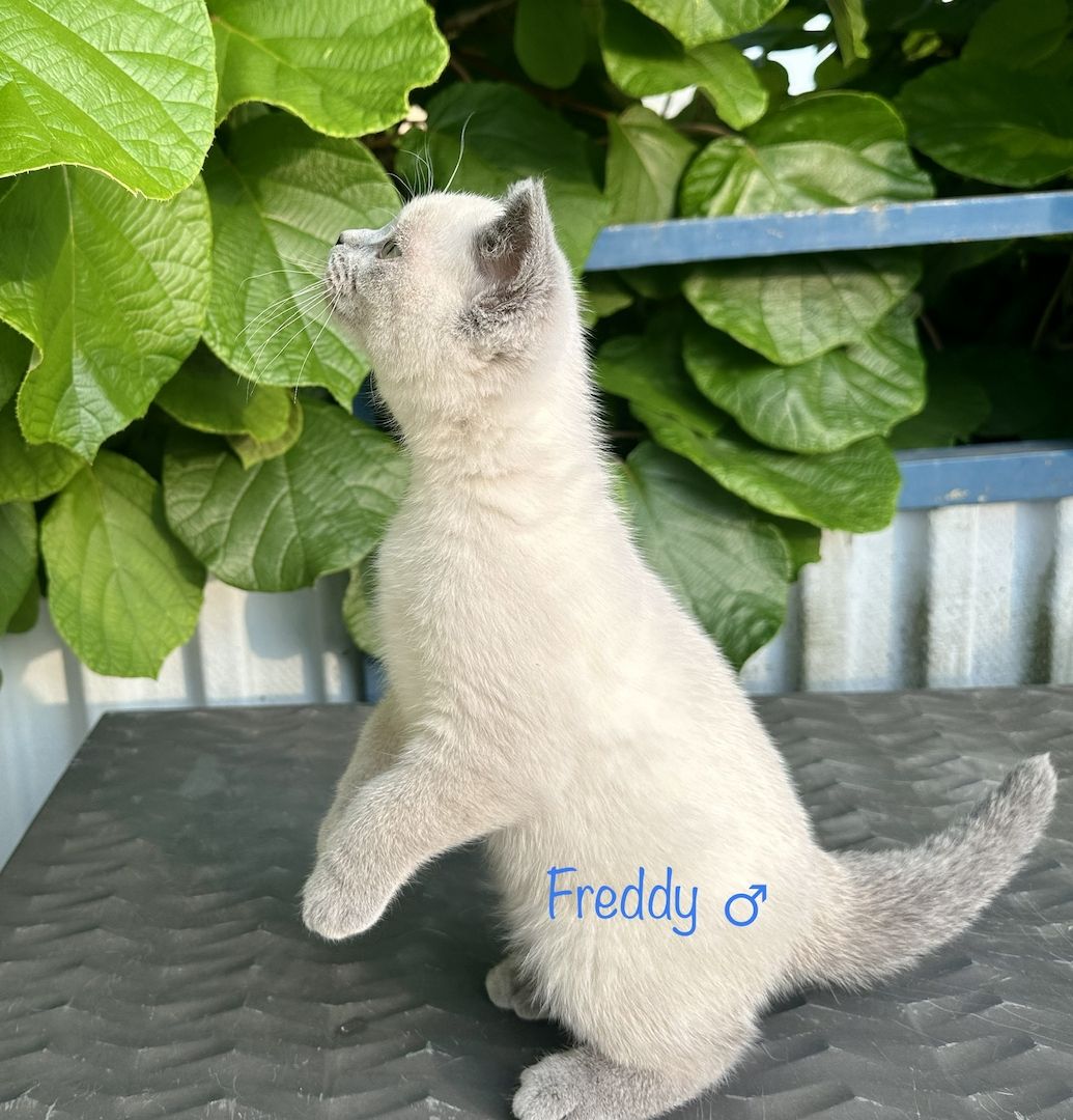 Britisch Kurzhaar BKH Kitten