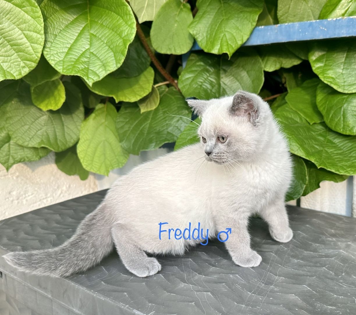 Britisch Kurzhaar BKH Kitten