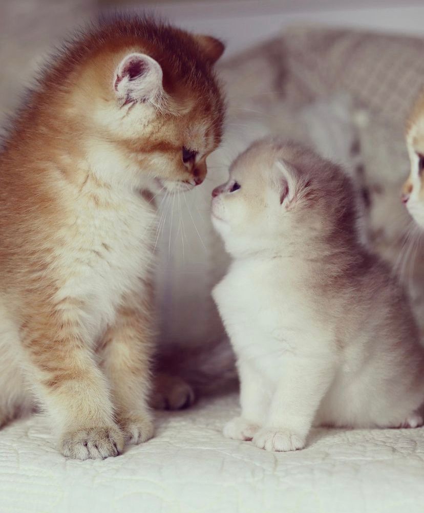 BKH katzen zu vergeben