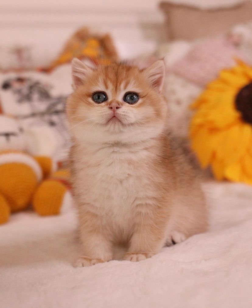 BKH katzen zu vergeben