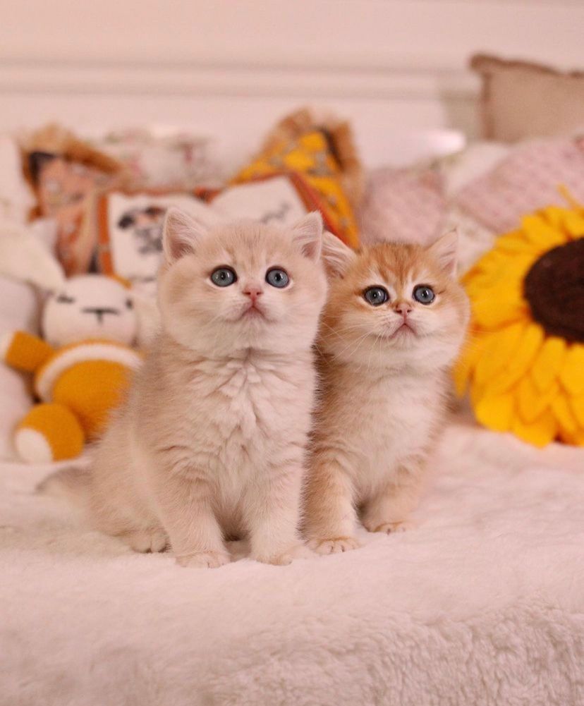 BKH katzen zu vergeben