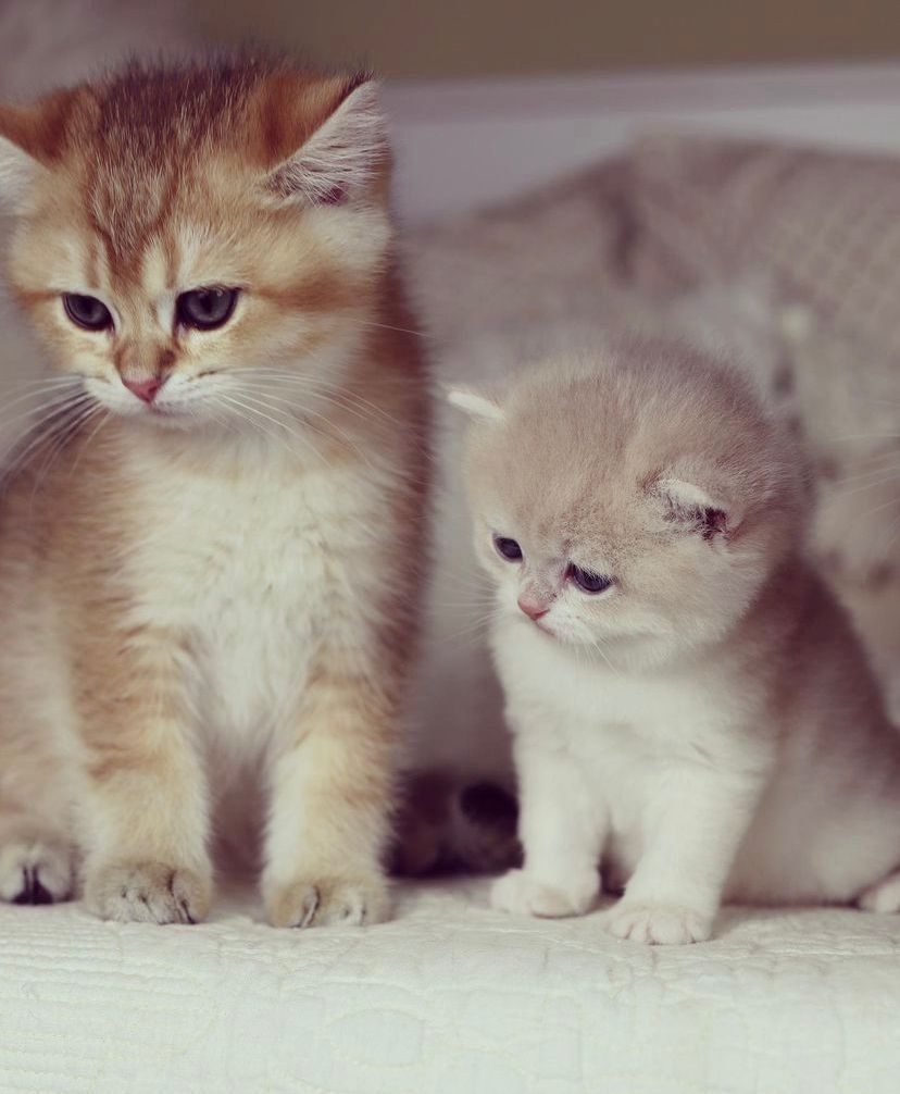 BKH katzen zu vergeben