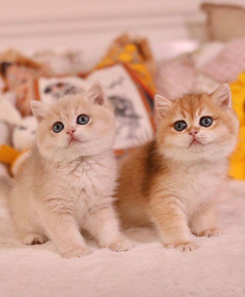 BKH katzen zu vergeben