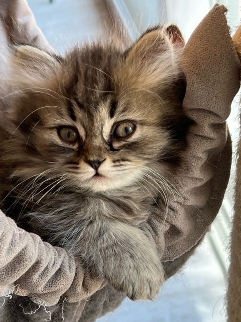 Kitten BKH BLH Mädchen Jungs Kater Katze