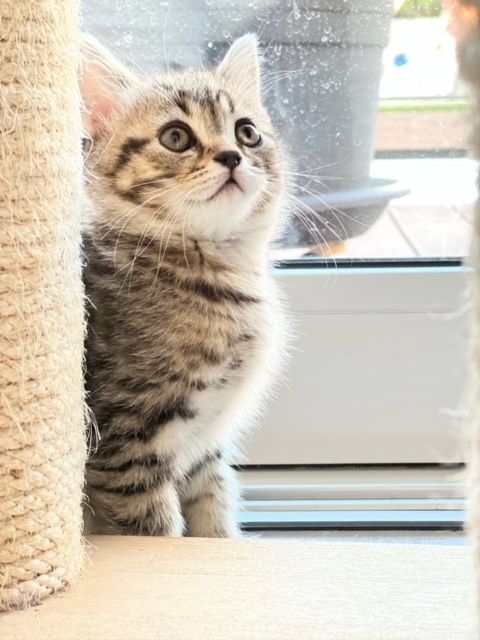 Kitten BKH BLH Mädchen Jungs Kater Katze