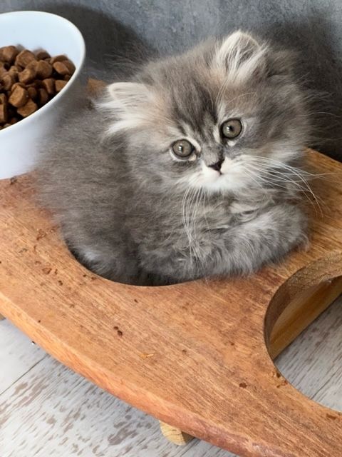 Kitten BKH BLH Mädchen Jungs Kater Katze