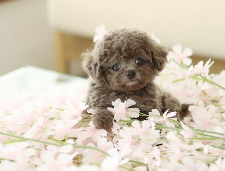 Zwergpudel für ein neues Zuhause