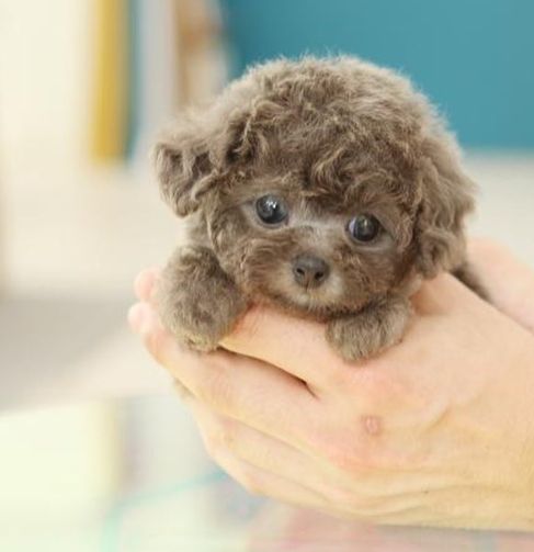 Zwergpudel für ein neues Zuhause