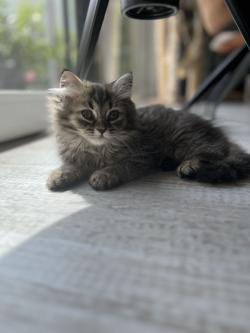 Kitten BKH BLH Mädchen Jungs Kater Katze