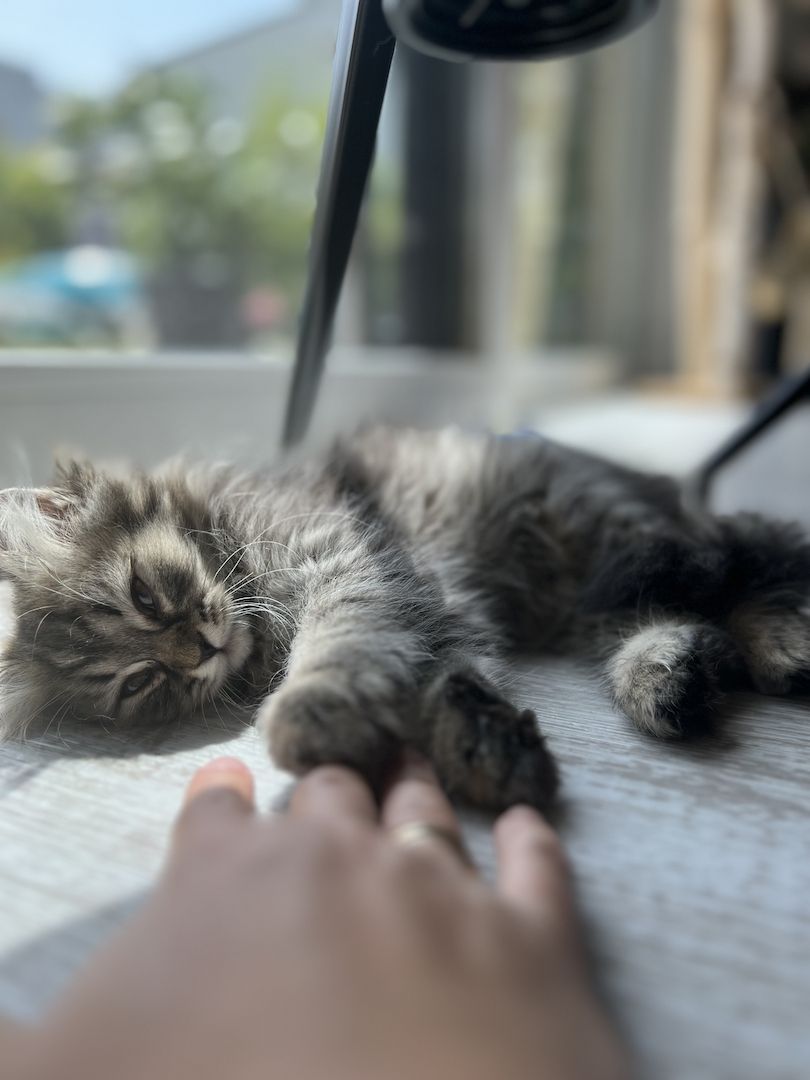 Kitten BKH BLH Mädchen Jungs Kater Katze