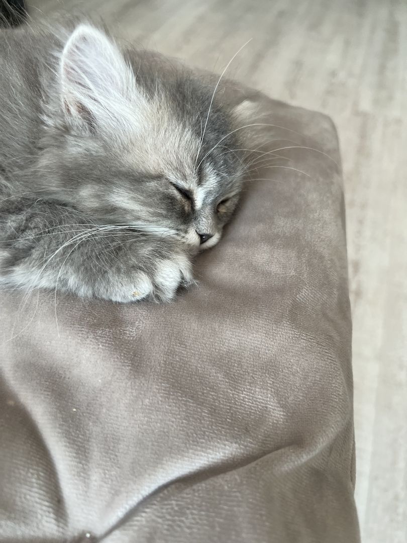 Kitten BKH BLH Mädchen Jungs Kater Katze