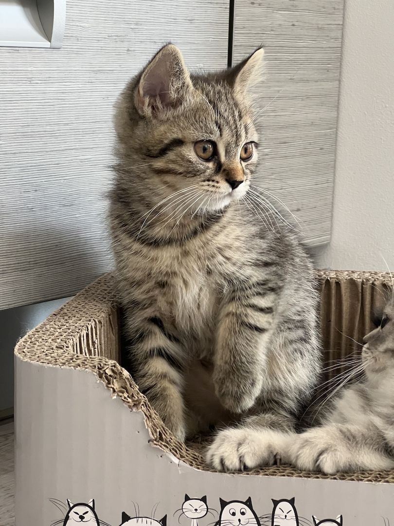 Kitten BKH BLH Mädchen Jungs Kater Katze