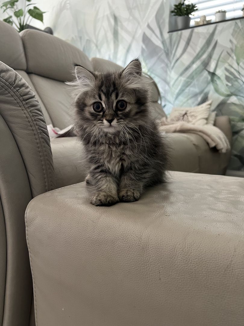 Kitten BKH BLH Mädchen Jungs Kater Katze