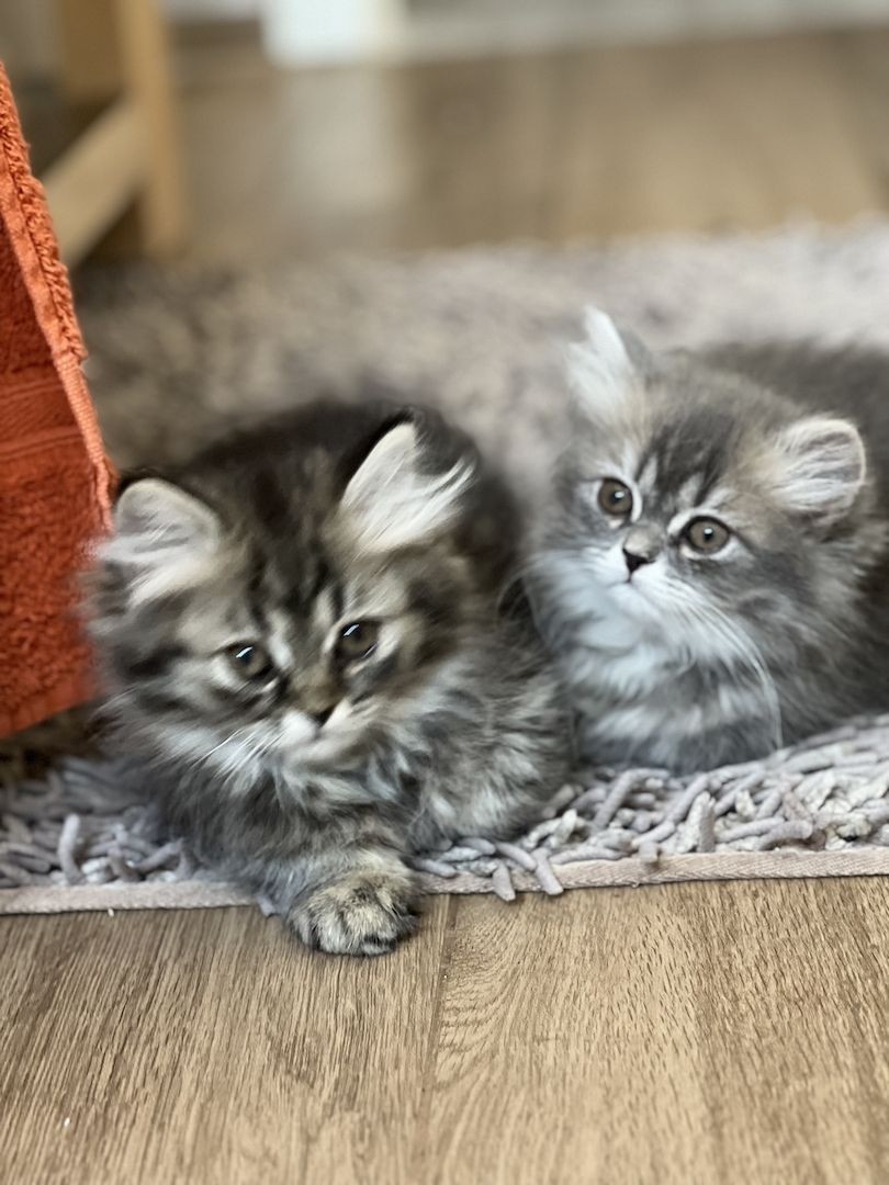 Kitten BKH BLH Mädchen Jungs Kater Katze