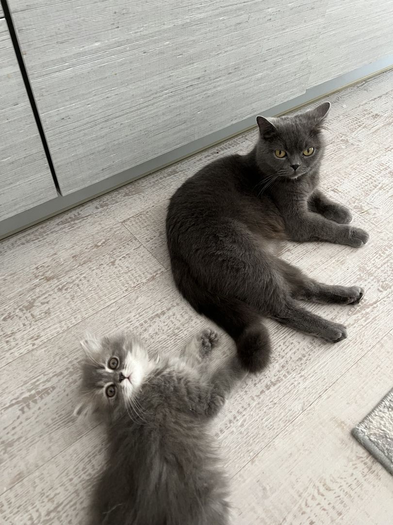 Kitten BKH BLH Mädchen Jungs Kater Katze