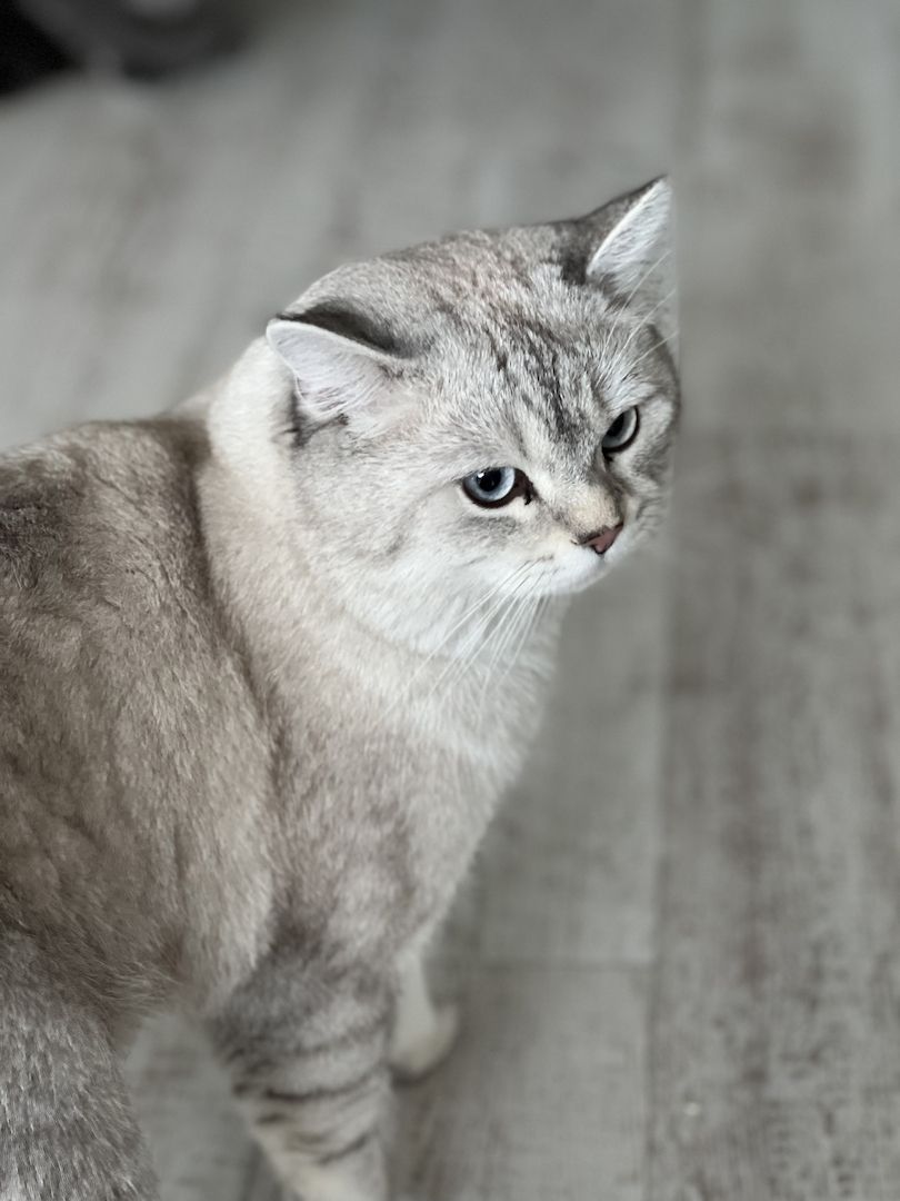 Kitten BKH BLH Mädchen Jungs Kater Katze