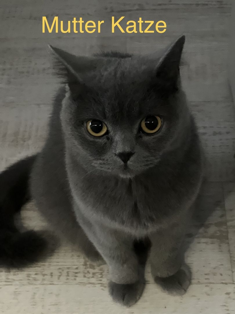 Kitten BKH BLH Mädchen Jungs Kater Katze