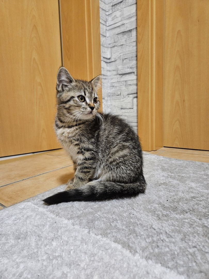 BKH/Maine-Coon Kätzchen