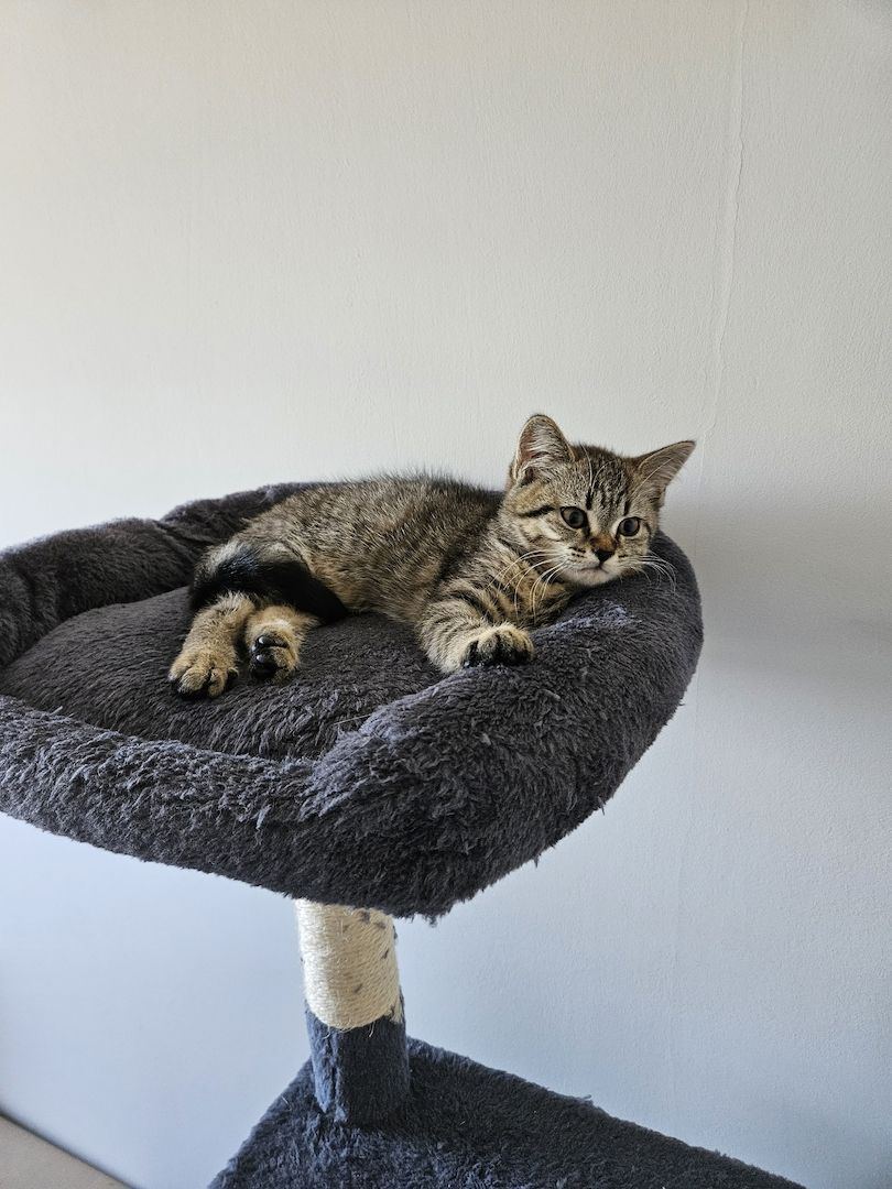 BKH/Maine-Coon Kätzchen