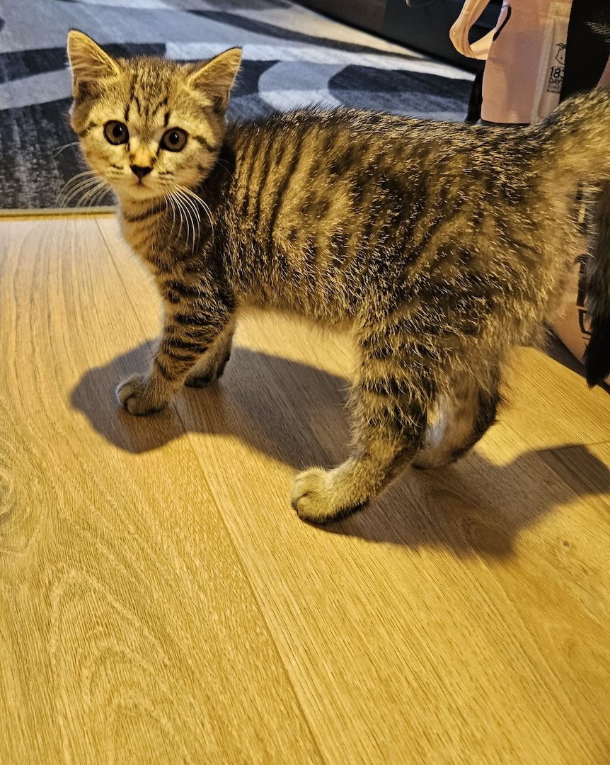 BKH/Maine-Coon Kätzchen