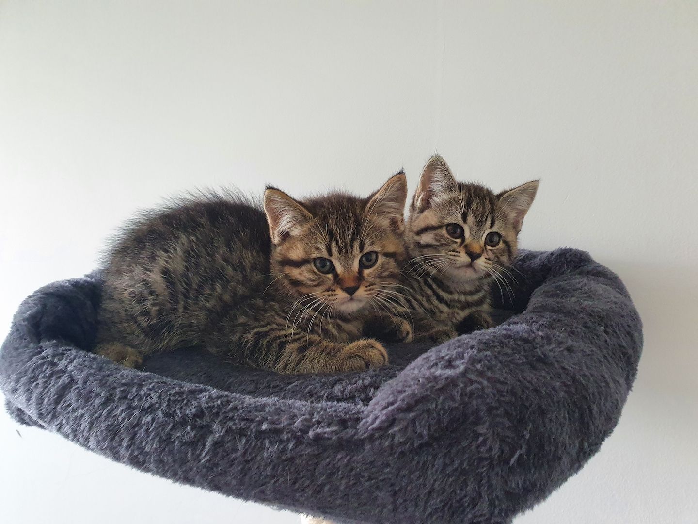 BKH/Maine-Coon Kätzchen