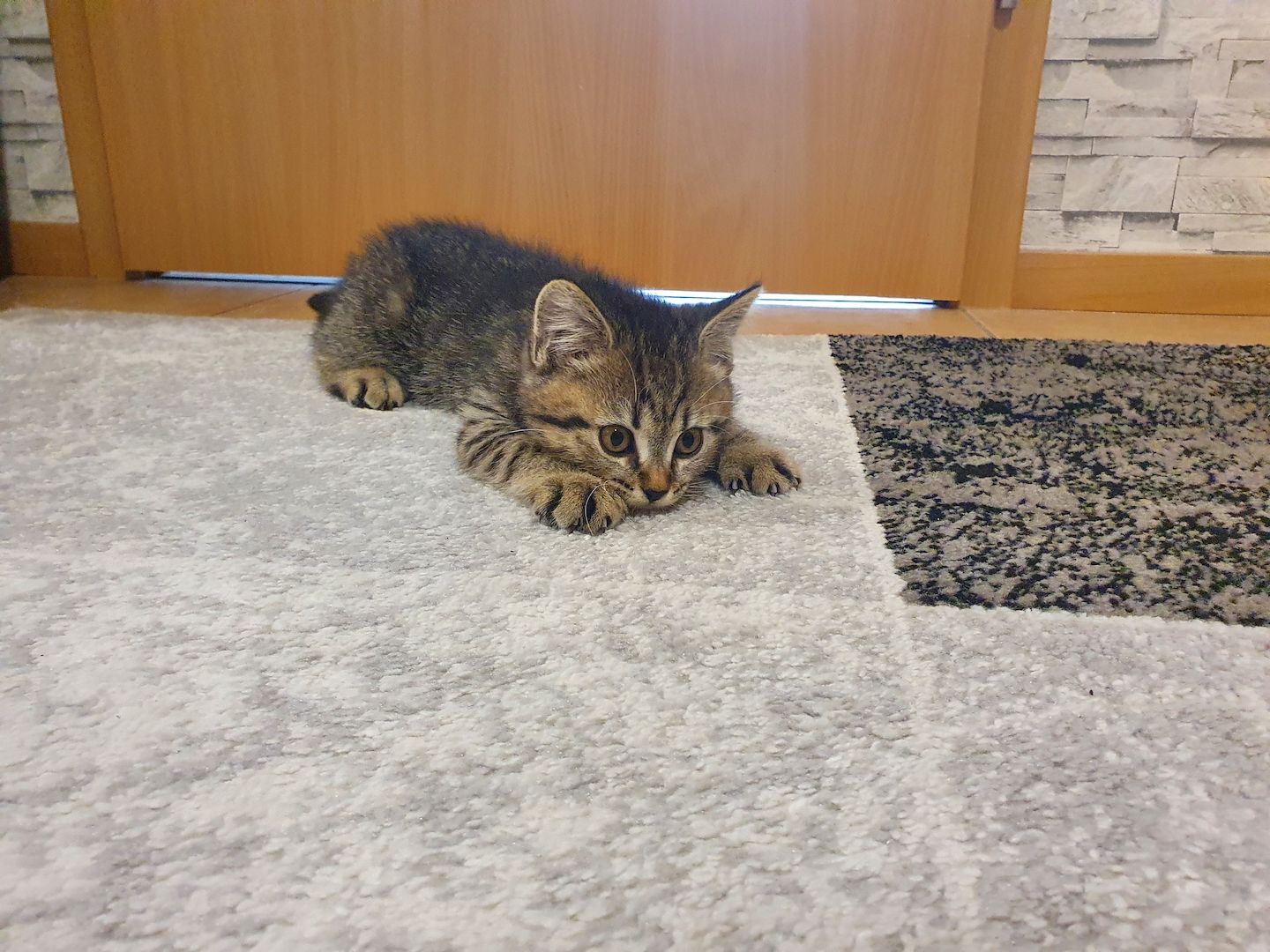 BKH/Maine-Coon Kätzchen