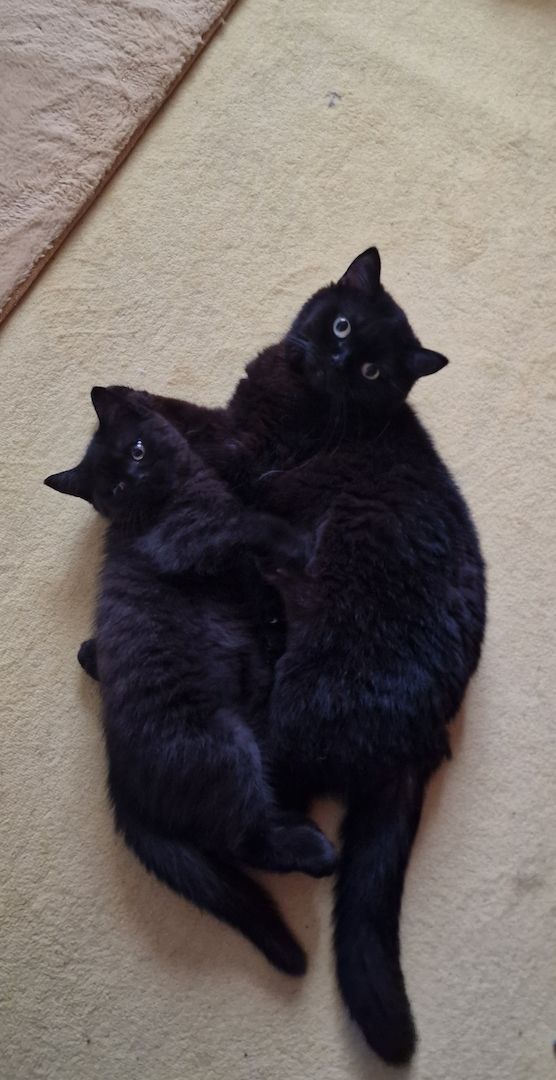 BKH Katze Kitten Kater Kätzchen