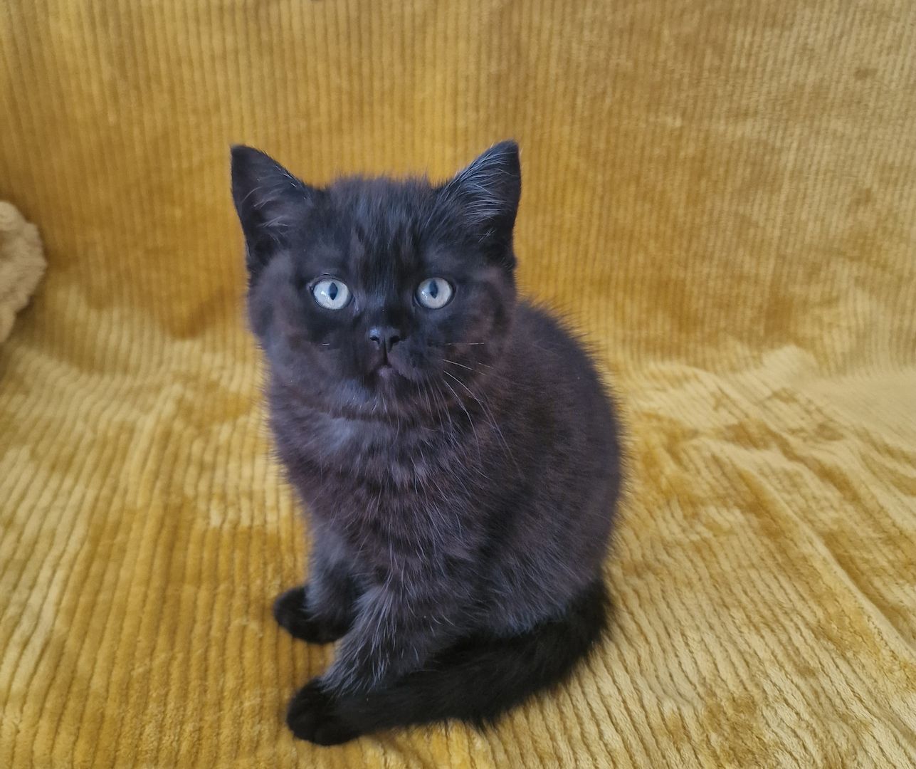 BKH Katze Kitten Kater Kätzchen