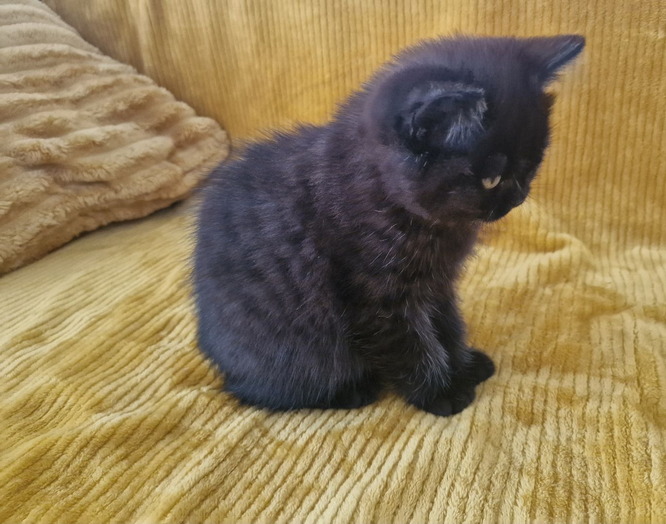 BKH Katze Kitten Kater Kätzchen