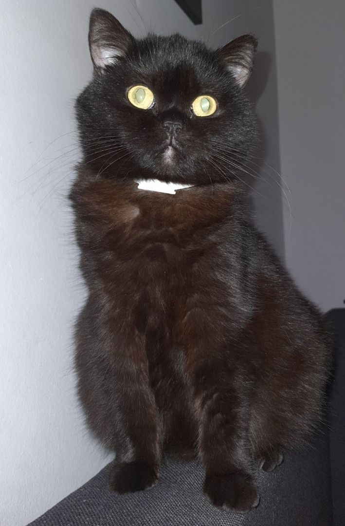 BKH Katze Kitten Kater Kätzchen