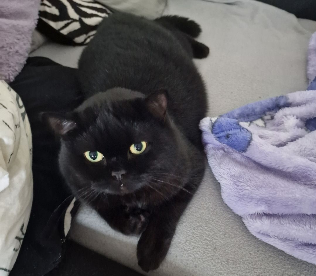 BKH Katze Kitten Kater Kätzchen