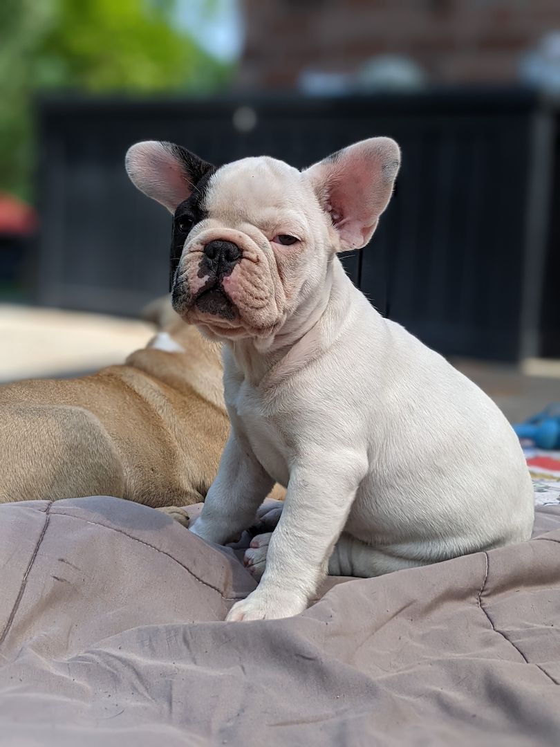 Französische Bulldogge Französische Bulldogge