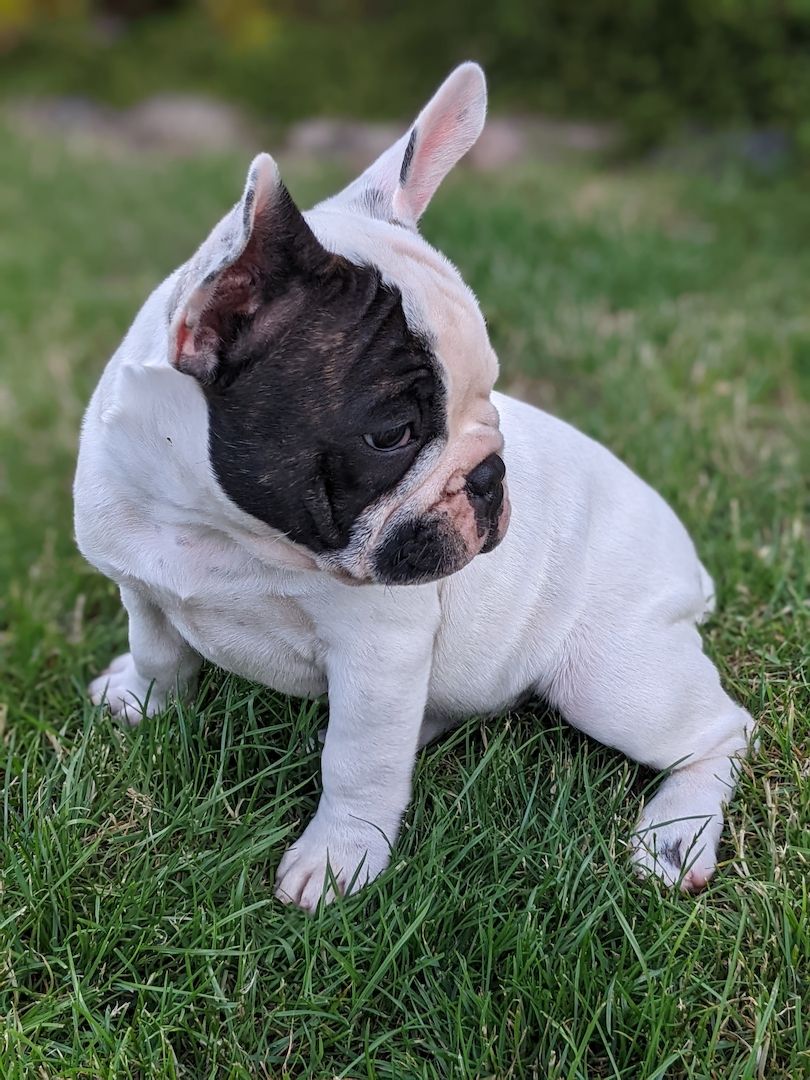 Französische Bulldogge Französische Bulldogge