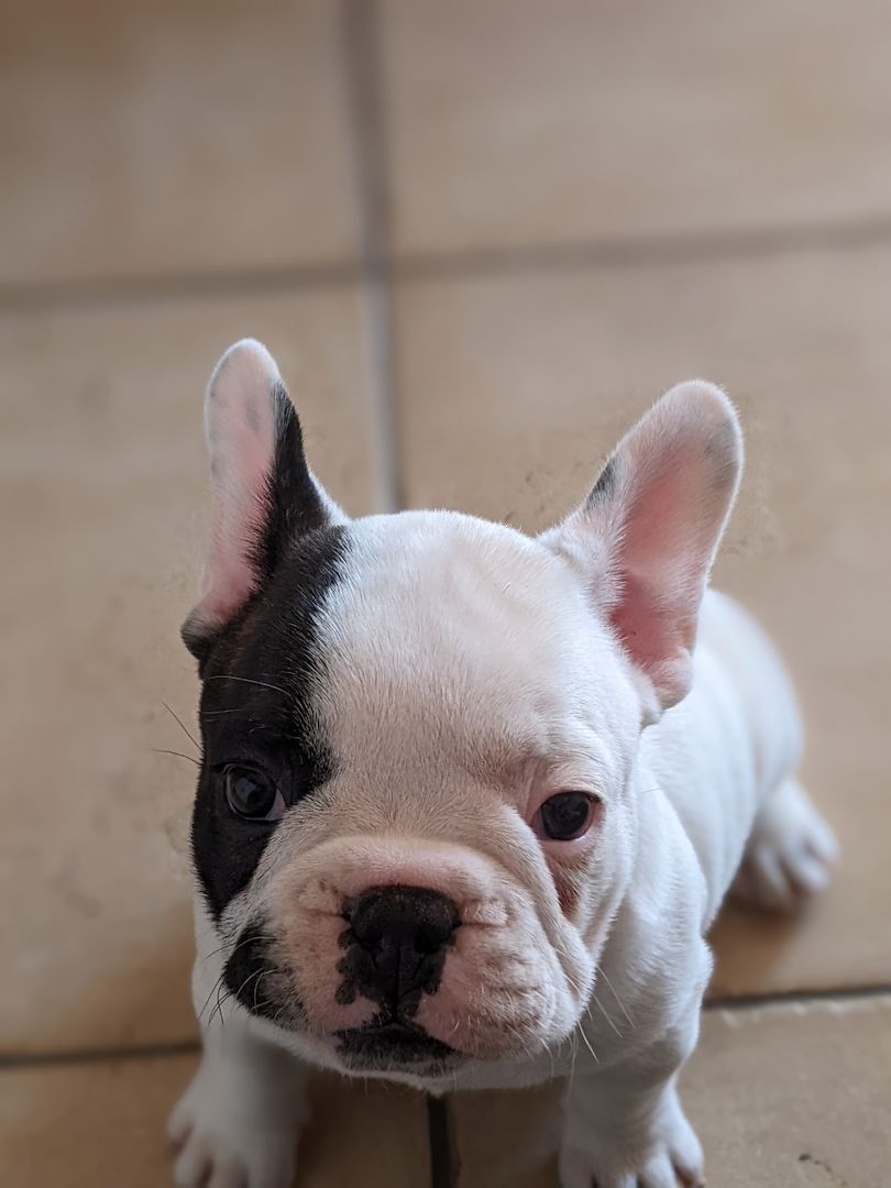 Französische Bulldogge Französische Bulldogge