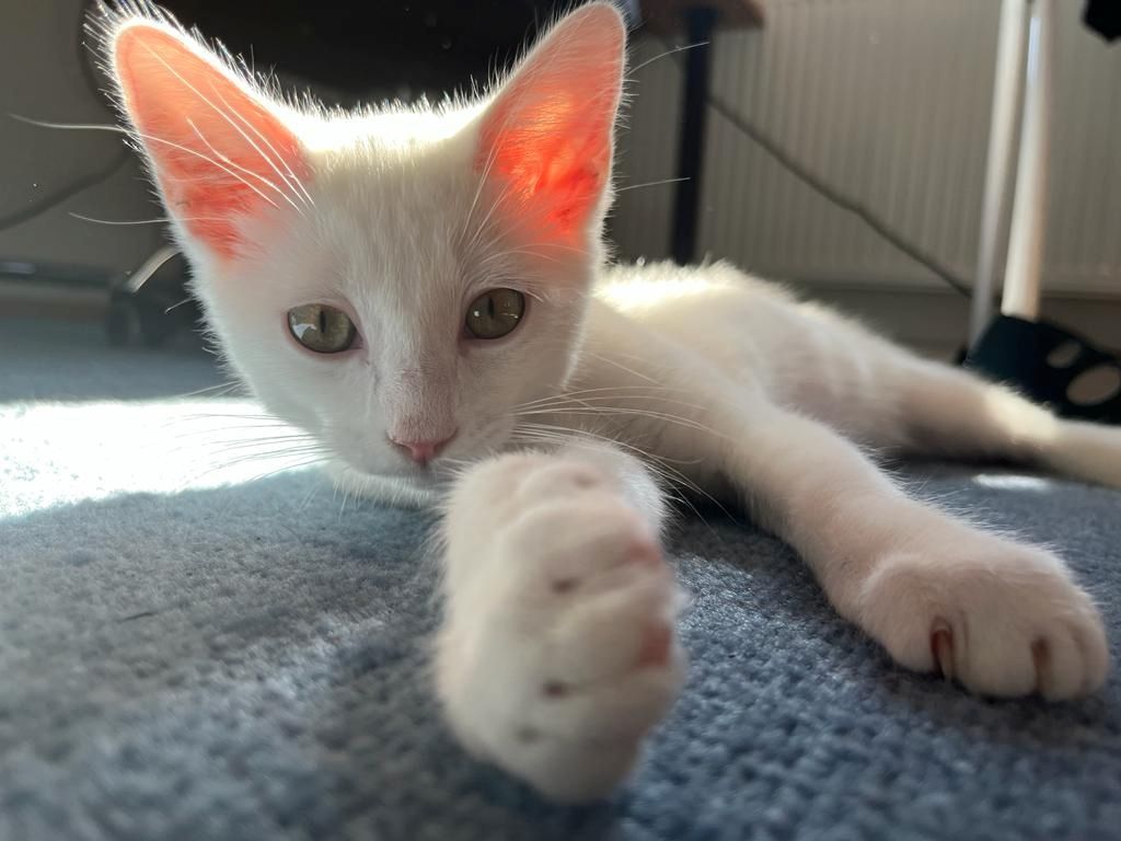 Entzückendes Kätzchen (Mix Karthäuser Angora) ab sofort abzugeben! Entzückendes Kätzchen (Mix Karthäuser Angora) ab sofort abzugeben!