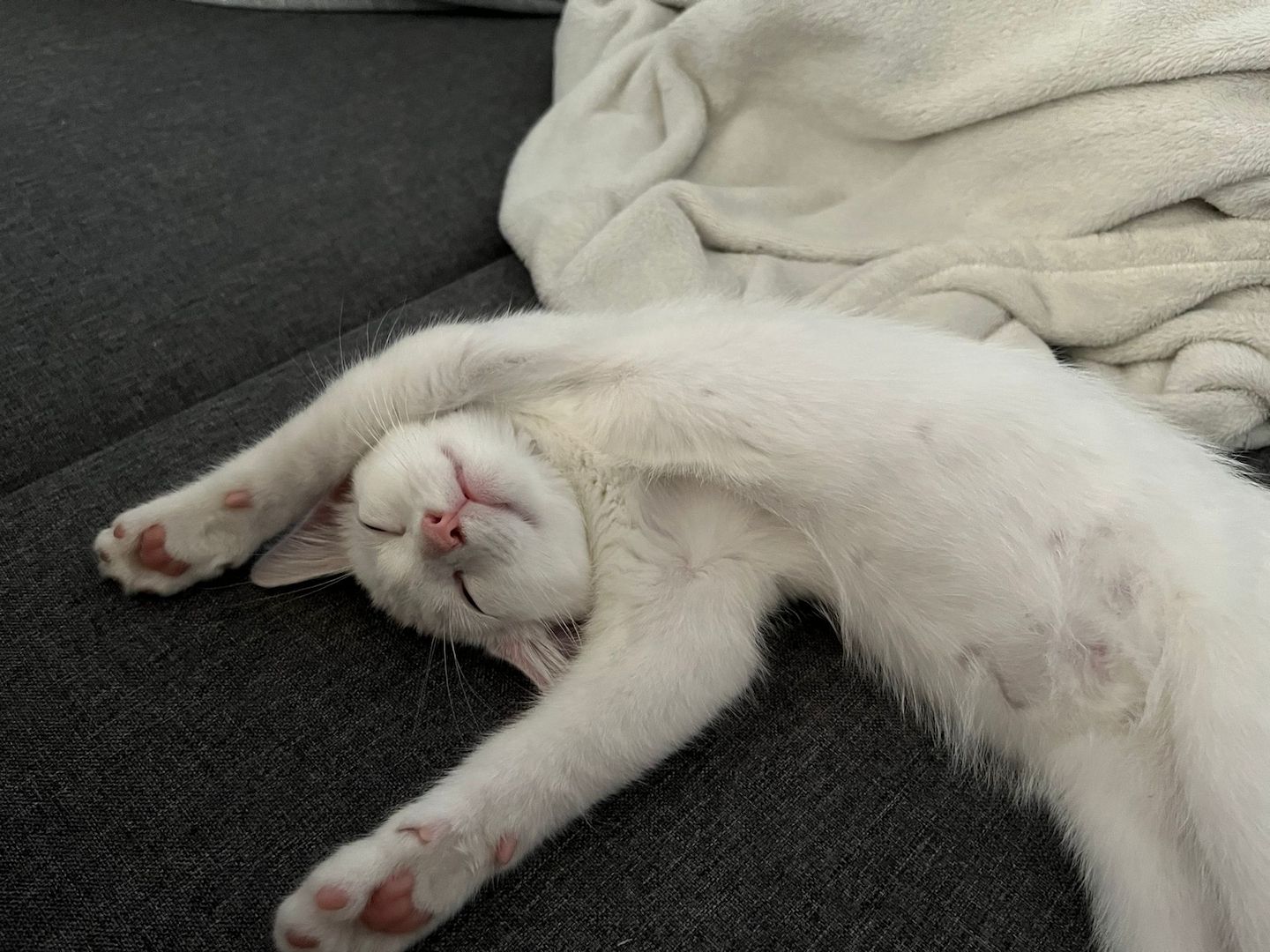 Entzückendes Kätzchen (Mix Karthäuser Angora) ab sofort abzugeben! Entzückendes Kätzchen (Mix Karthäuser Angora) ab sofort abzugeben!