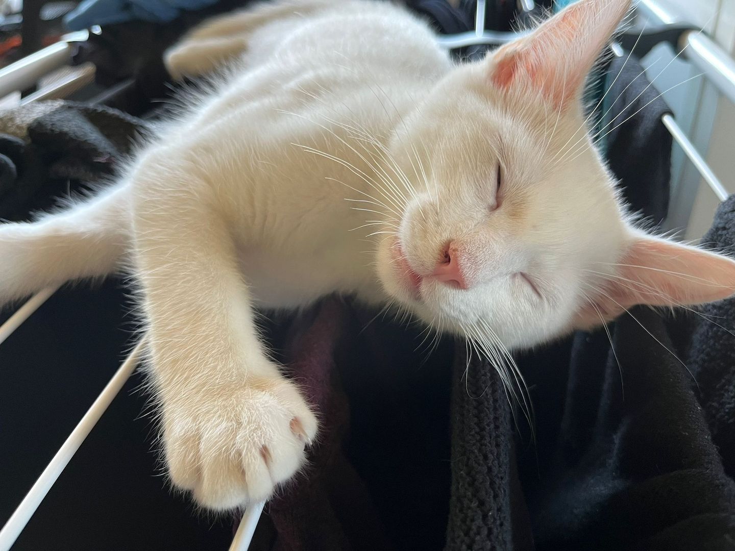 Entzückendes Kätzchen (Mix Karthäuser Angora) ab sofort abzugeben! Entzückendes Kätzchen (Mix Karthäuser Angora) ab sofort abzugeben!