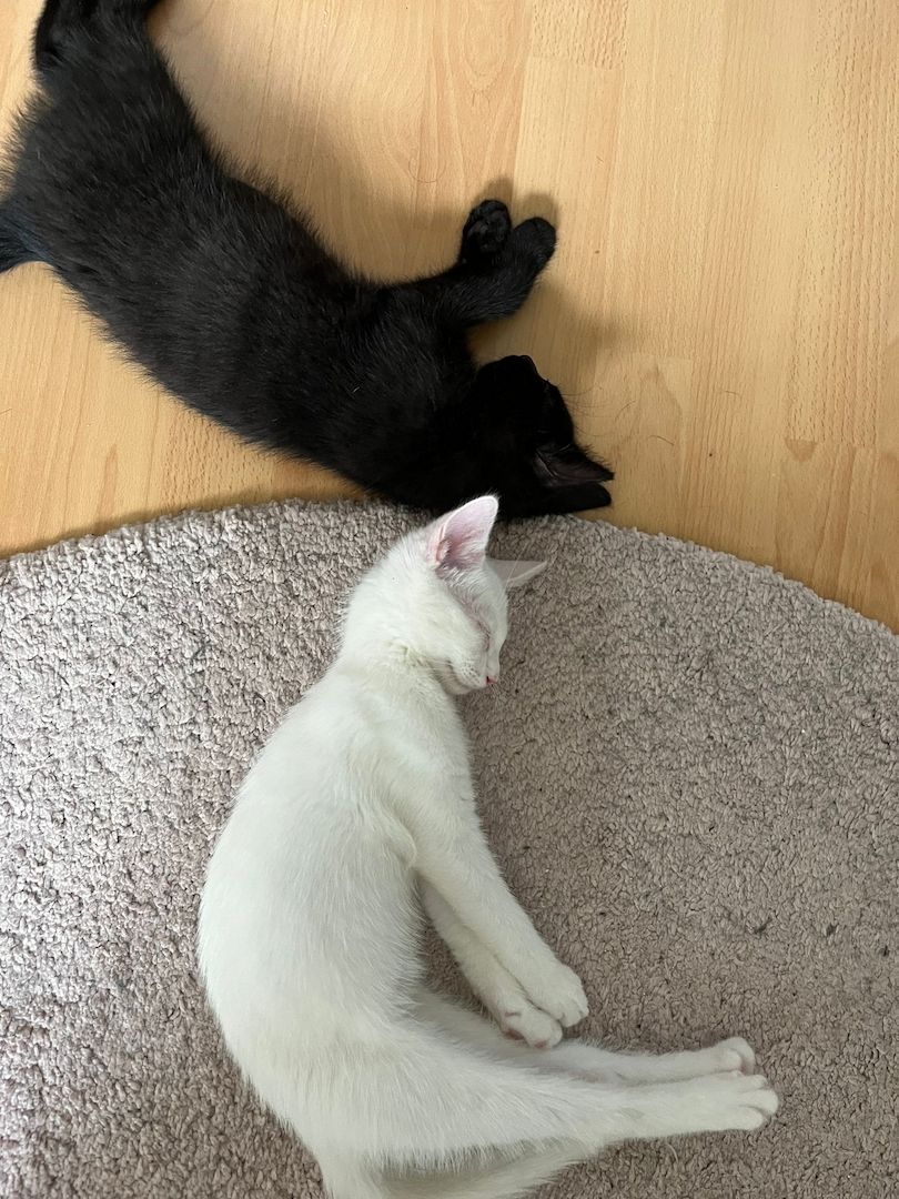 Entzückendes Kätzchen (Mix Karthäuser Angora) ab sofort abzugeben! Entzückendes Kätzchen (Mix Karthäuser Angora) ab sofort abzugeben!