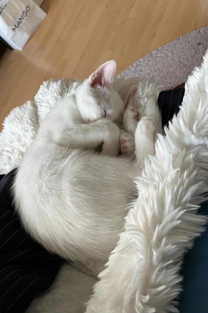 Entzückendes Kätzchen (Mix Karthäuser Angora) ab sofort abzugeben! Entzückendes Kätzchen (Mix Karthäuser Angora) ab sofort abzugeben!