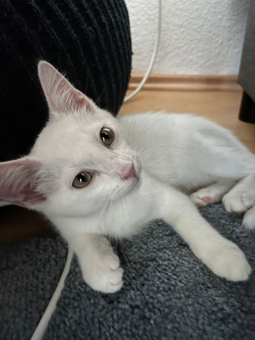 Entzückendes Kätzchen (Mix Karthäuser Angora) ab sofort abzugeben! Entzückendes Kätzchen (Mix Karthäuser Angora) ab sofort abzugeben!