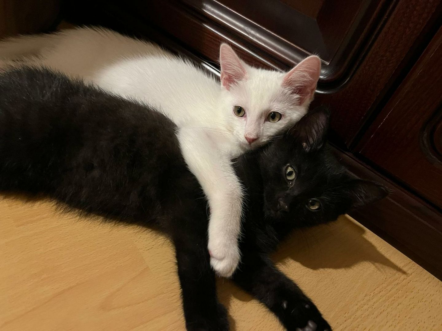 Entzückendes Kätzchen (Mix Karthäuser Angora) ab sofort abzugeben! Entzückendes Kätzchen (Mix Karthäuser Angora) ab sofort abzugeben!